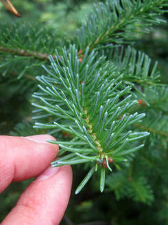 Tough As Pine Needles?? - Natural Resources Trust Of Easton