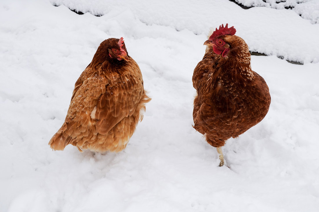 Two chickens in the snow. Picture is taken from above angle. Chicken on left is light brown/blonde in color. Chicken on right is dark red/brown.