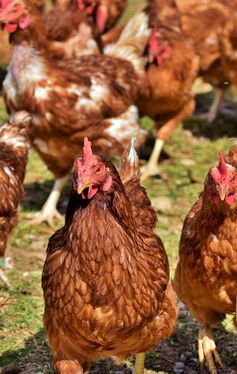 A group of reddish-brown hens