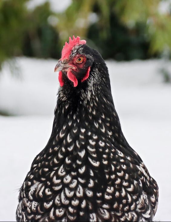 Black chicken with white spots in front of a layer of snow and blurry green pine trees in the back. Image is of the top half of the chicken. Chicken has bright red comb and waddle and orange eyes.